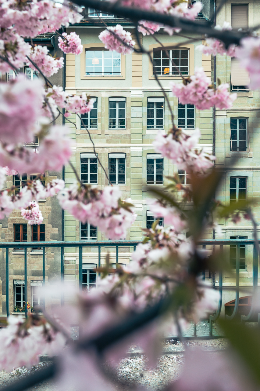 Cherry blossoms at Terrasse Agrippa-d’Aubigné in Geneva’s Old Town
