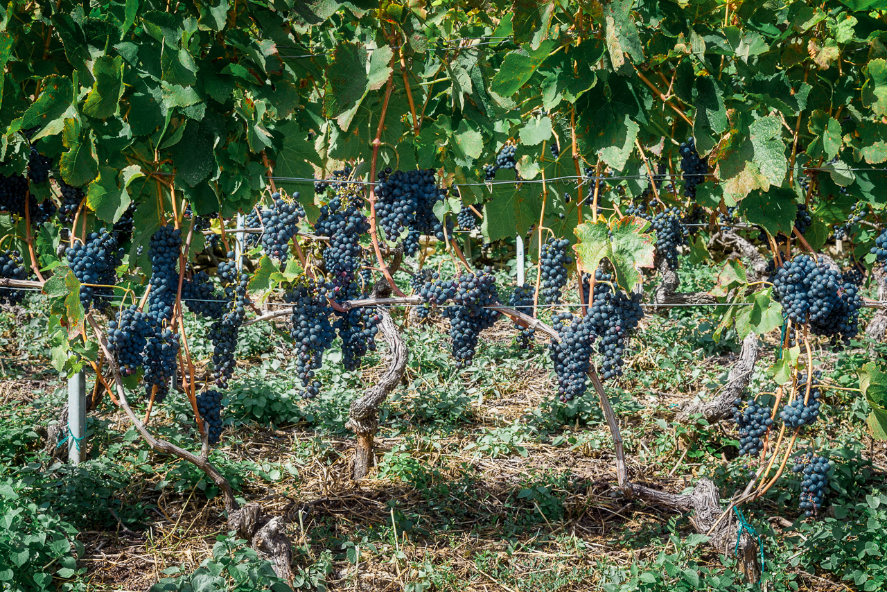 Rolling vineyards of Satigny near Geneva